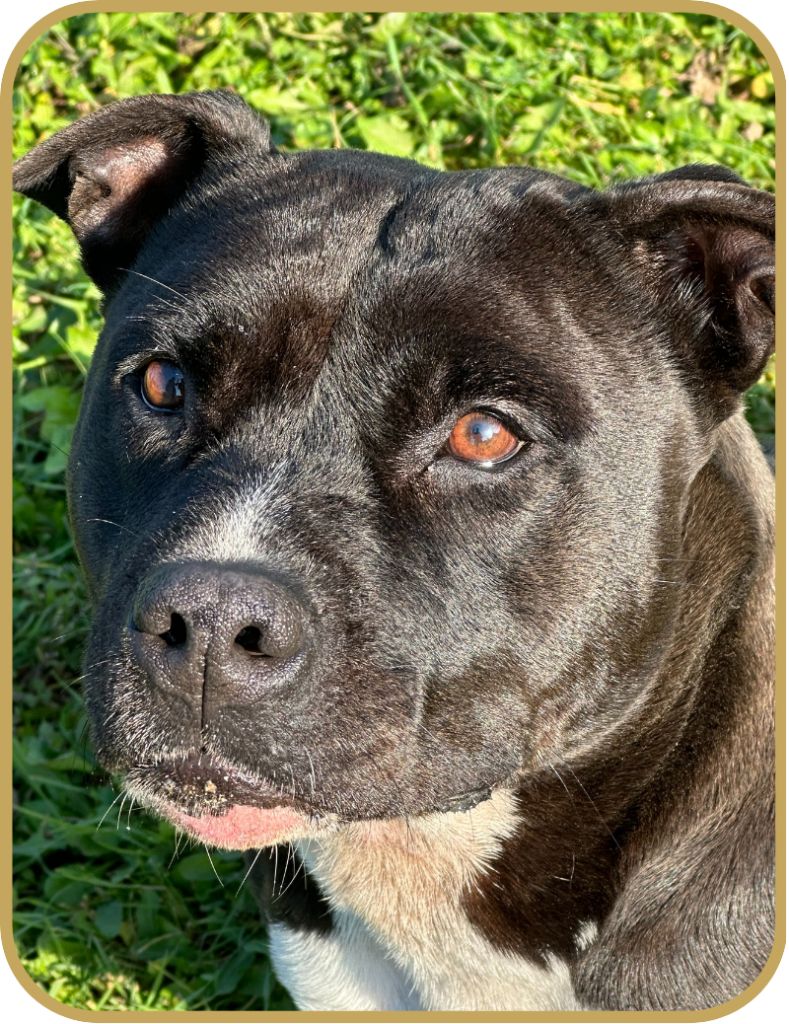 Païka (Sans Affixe)