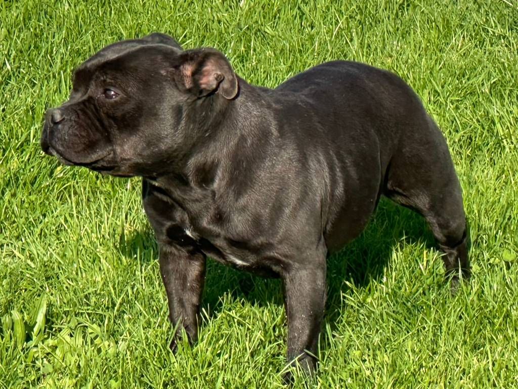 Panier retraite pour Femelle Staffie LOF noire de 3 ans