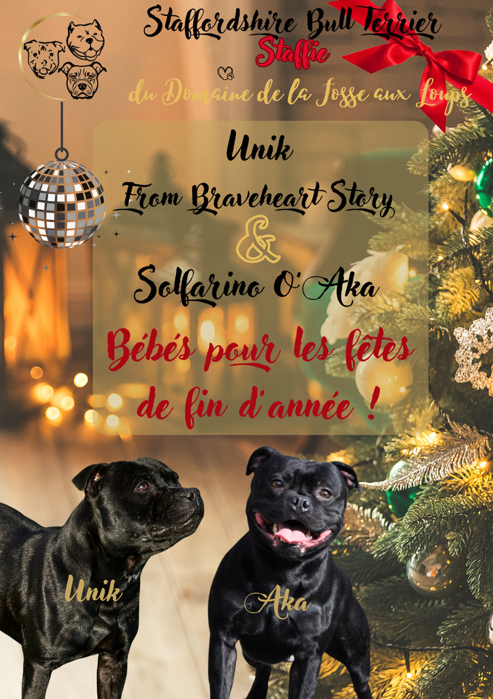 Portée à venir pour Unik, notre Staffie - Réservations ouvertes !