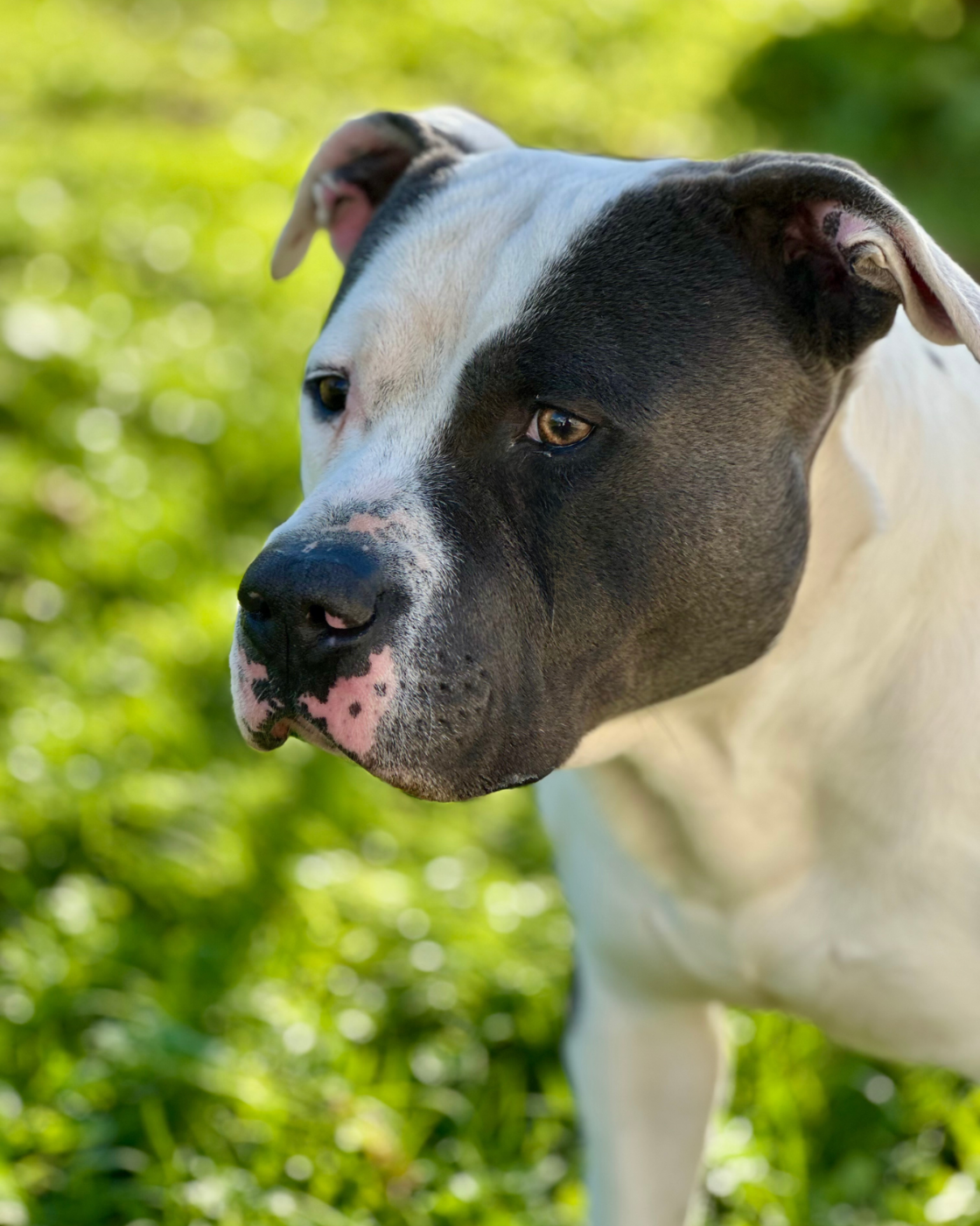 AmStaff LOF disponible en saillie