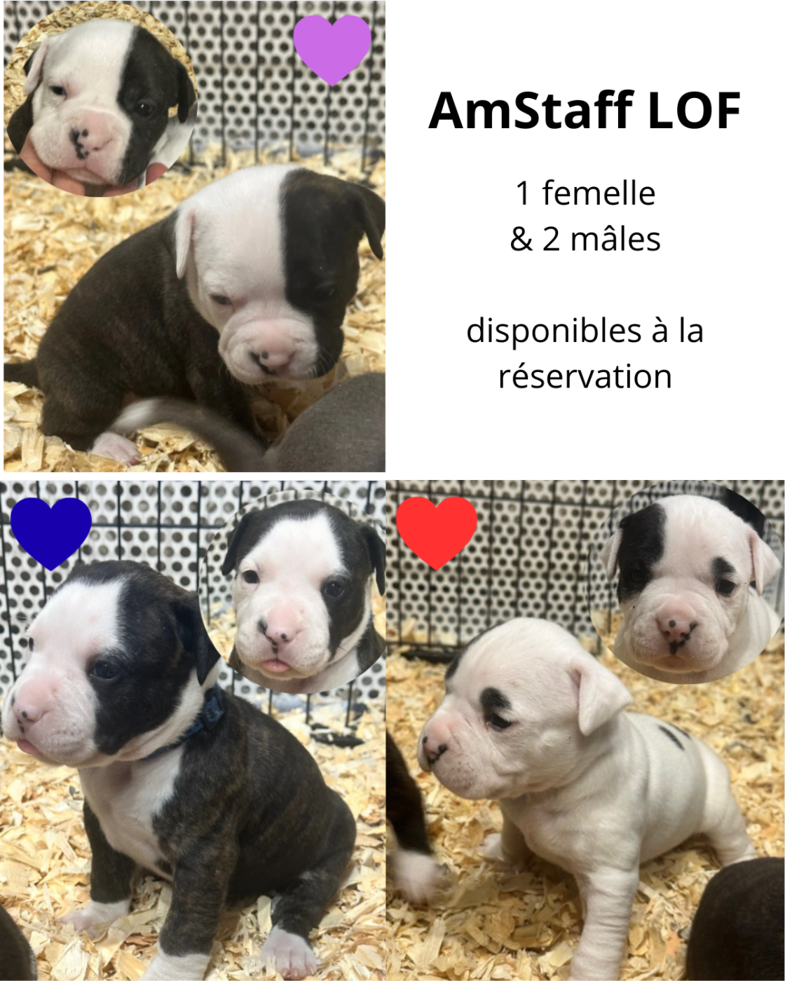 AmStaff LOF disponibles à la réservation