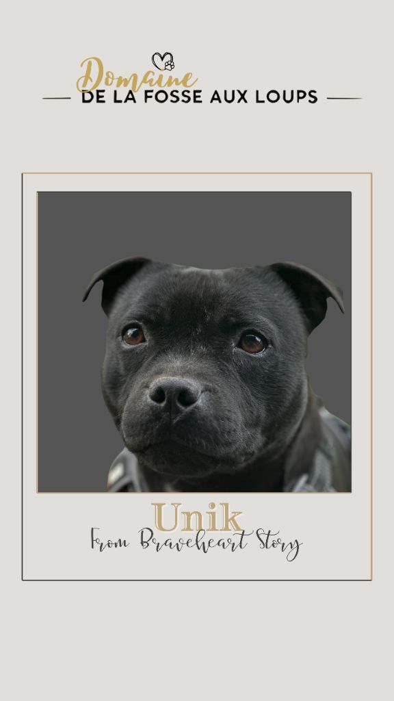 Du Domaine De La Fosse Aux Loups - Portée à venir pour Unik, notre Staffie - Réservations ouvertes !